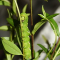 Ligustersværmer (Sphinx ligustri)