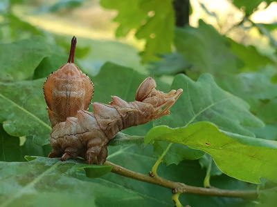Bøgespinder (Skovdjævel) Stauropus fagi