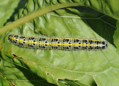 Stor kålsommerfugl (Pieris brassicae)