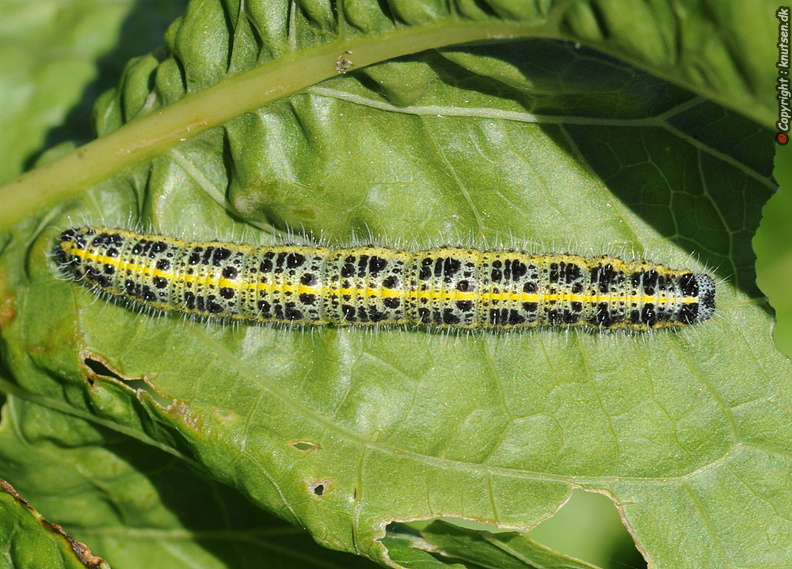 DSC_0220 Stor kålsommerfugl (Pieris brassicae).jpg