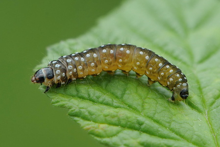 Aphelia paleana larve