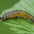 Aphelia paleana larve