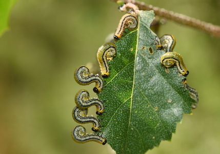 Hemichroa crocea