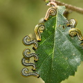 Hemichroa crocea