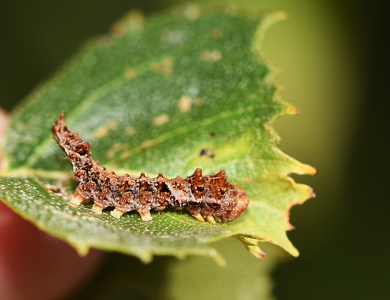 Tandet Seglvinge (Falcaria lacertinaria)