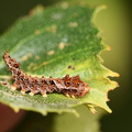 Tandet Seglvinge (Falcaria lacertinaria)