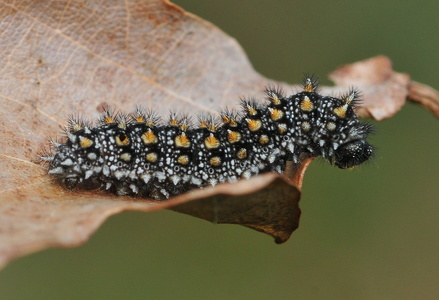 Brun pletvinge larve (Melitaea athalia)
