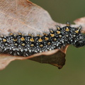 Brun pletvinge larve (Melitaea athalia)