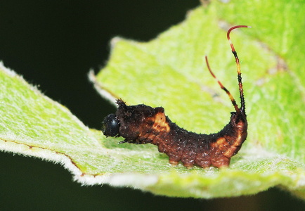 Pilegaffelhale  (Furcula furcula)