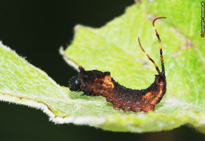 DSC_2718 Pilegaffelhale  Furcula furcula.JPG