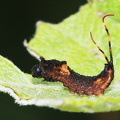Pilegaffelhale  (Furcula furcula)