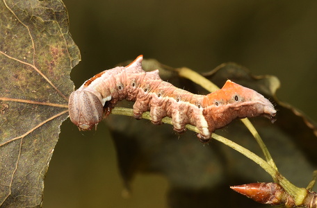 Zigzagspinder  (Notodonta ziczac)