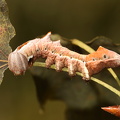 Zigzagspinder  (Notodonta ziczac)