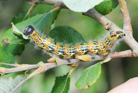 Månepletlarve (Phalera bucephala)