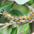 Månepletlarve (Phalera bucephala)