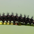 Dagpåfugleøje larve    (Aglais io)