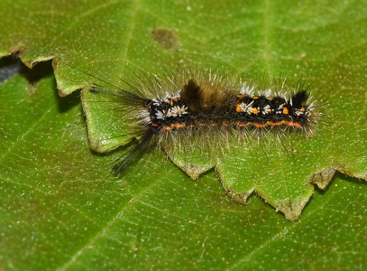 Pragtpenselspinder (Orgyia recens)
