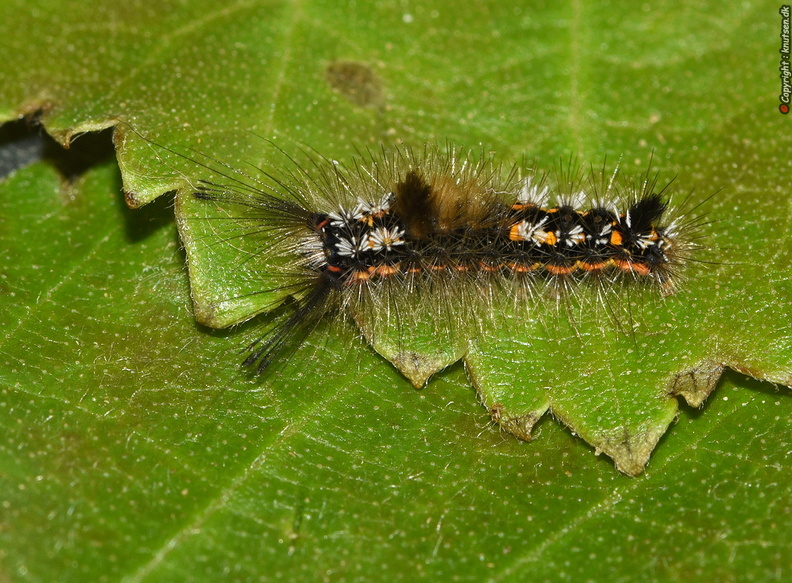 Pragtpenselspinder (Orgyia recens) - DSC_3929 Pragtpenselspinder (Orgyia recens).JPG DSC_3929 Pragtpenselspinder (Orgyia recens).JPG