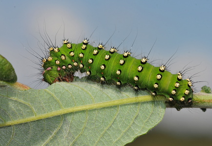 Lille natpåfugleøje-larve (Saturnia pavonia)
