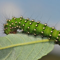 Lille natpåfugleøje-larve (Saturnia pavonia)