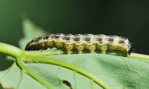 Lille Forårsugle (Orthosia cruda)
