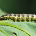 Lille Forårsugle (Orthosia cruda)