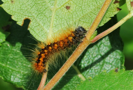 Guldlok-pelsuglelarve (Acronicta auricoma)