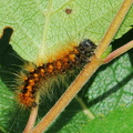 Guldlok-pelsuglelarve (Acronicta auricoma)