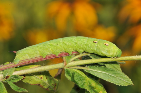 Dueurtsværmer larve (Deilephila elpenor)