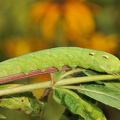 Dueurtsværmer larve (Deilephila elpenor)