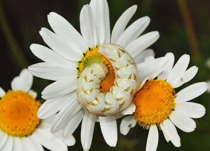 Kamille hætteuglelarve (Cucullia chamomillae)