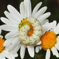 Kamille hætteuglelarve (Cucullia chamomillae)