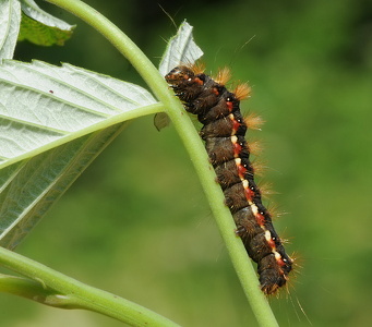 Syreugle (Acronicta rumicis)