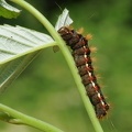Syreugle (Acronicta rumicis)