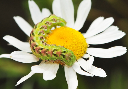 Kamille hætteuglelarve (Cucullia chamomillae)
