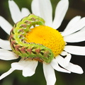 Kamille hætteuglelarve (Cucullia chamomillae)