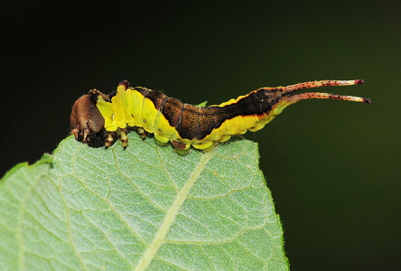 Hermelinskåbe  (Cerura vinula)