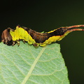 Hermelinskåbe  (Cerura vinula)