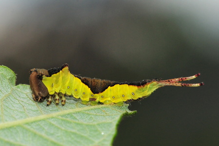 Hermelinskåbe  (Cerura vinula)
