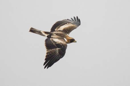 Dværgørn (Aquila pennata)