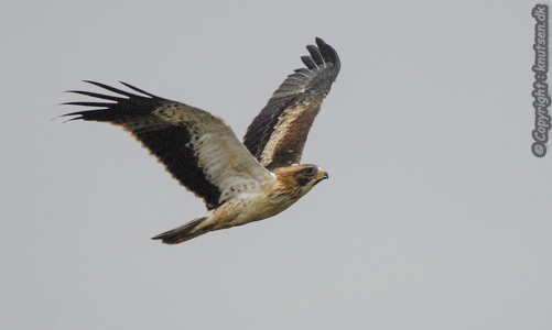 Dværgørn (Aquila pennata)