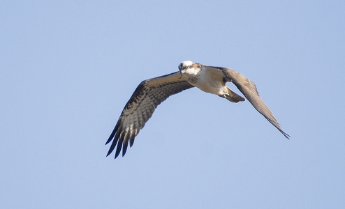 Fiskeørn (Pandion haliaetus)