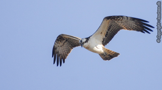 Fiskeørn (Pandion haliaetus)