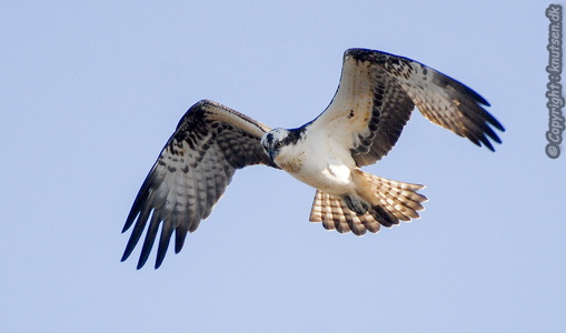 Fiskeørn (Pandion haliaetus)
