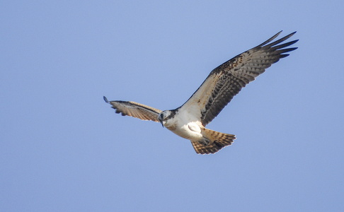 Fiskeørn (Pandion haliaetus)