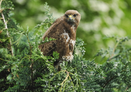 Musvåge (Buteo buteo)