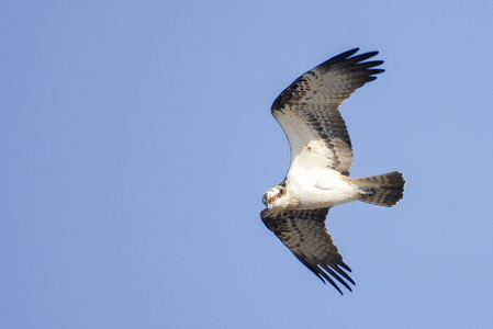 Fiskeørn (Pandion haliaetus)