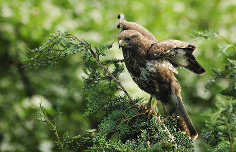 Musvåge (Buteo buteo)