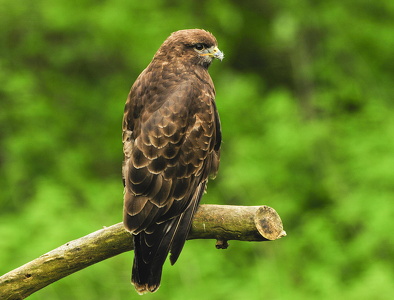  Musvåge (Buteo buteo)