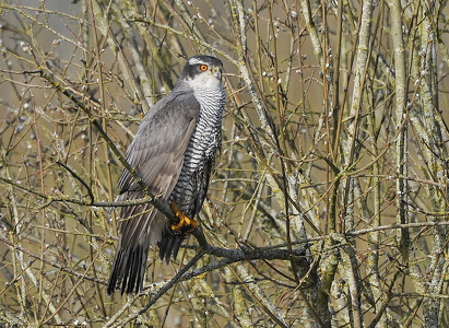 Duehøg (Accipiter gentilis)